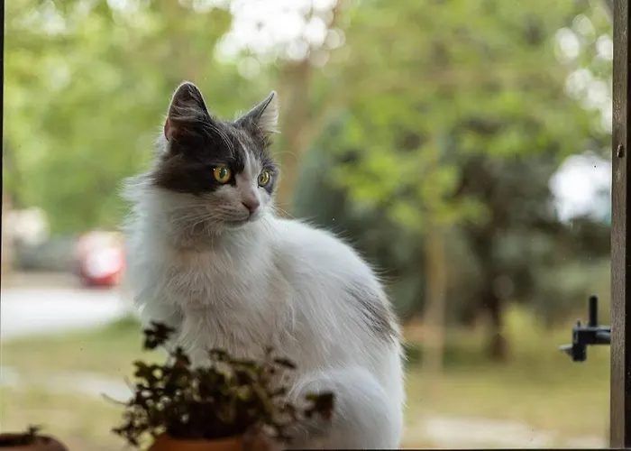 Daire Πέτρινη Εξοχική Κατοικία, Λάρισα *